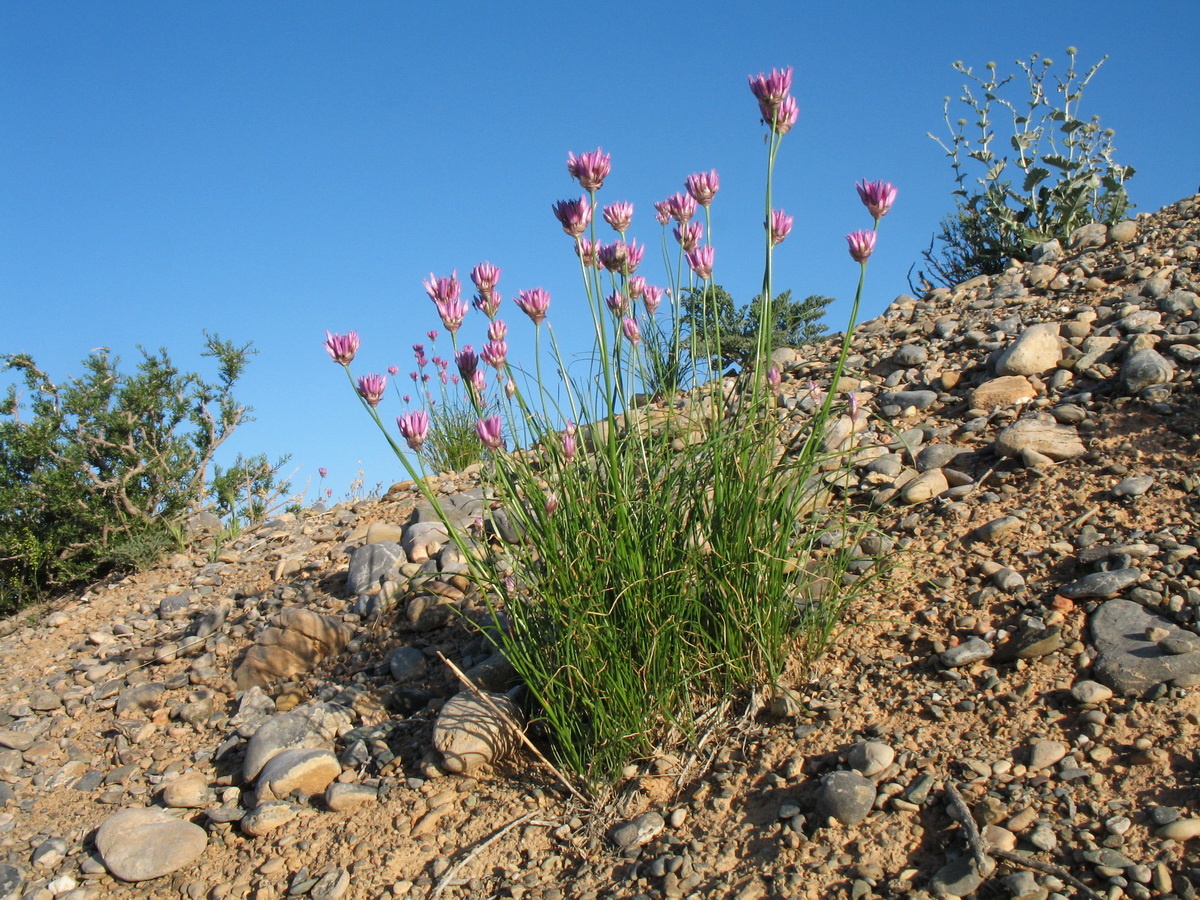 Изображение особи Allium inderiense.