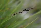 genus Carex. Соцветие. Бурятия, Чивыркуйский залив, окр. пос. Чивыркуй. 18.07.2009.