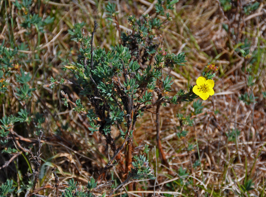 Изображение особи Dasiphora fruticosa.