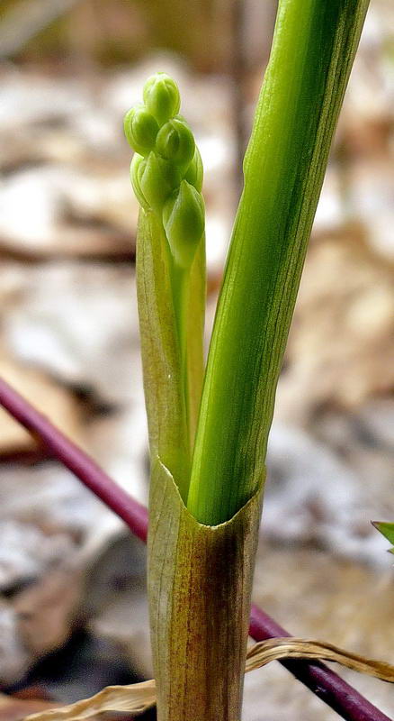 Image of Convallaria majalis specimen.