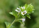 Euphrasia hyperborea