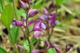 Polygala japonica. Части побегов с цветками. Приморский край, Уссурийский гор. округ, окр. с. Монакино, обочина лесной дороги. 04.06.2017.