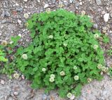 Trifolium repens