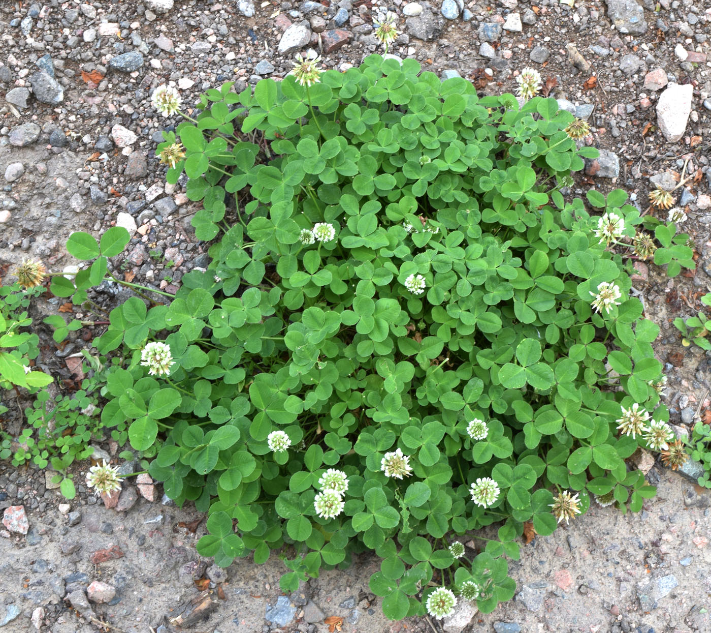 Image of Trifolium repens specimen.