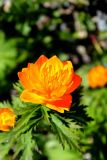 Trollius vitalii