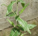Veronica prostrata