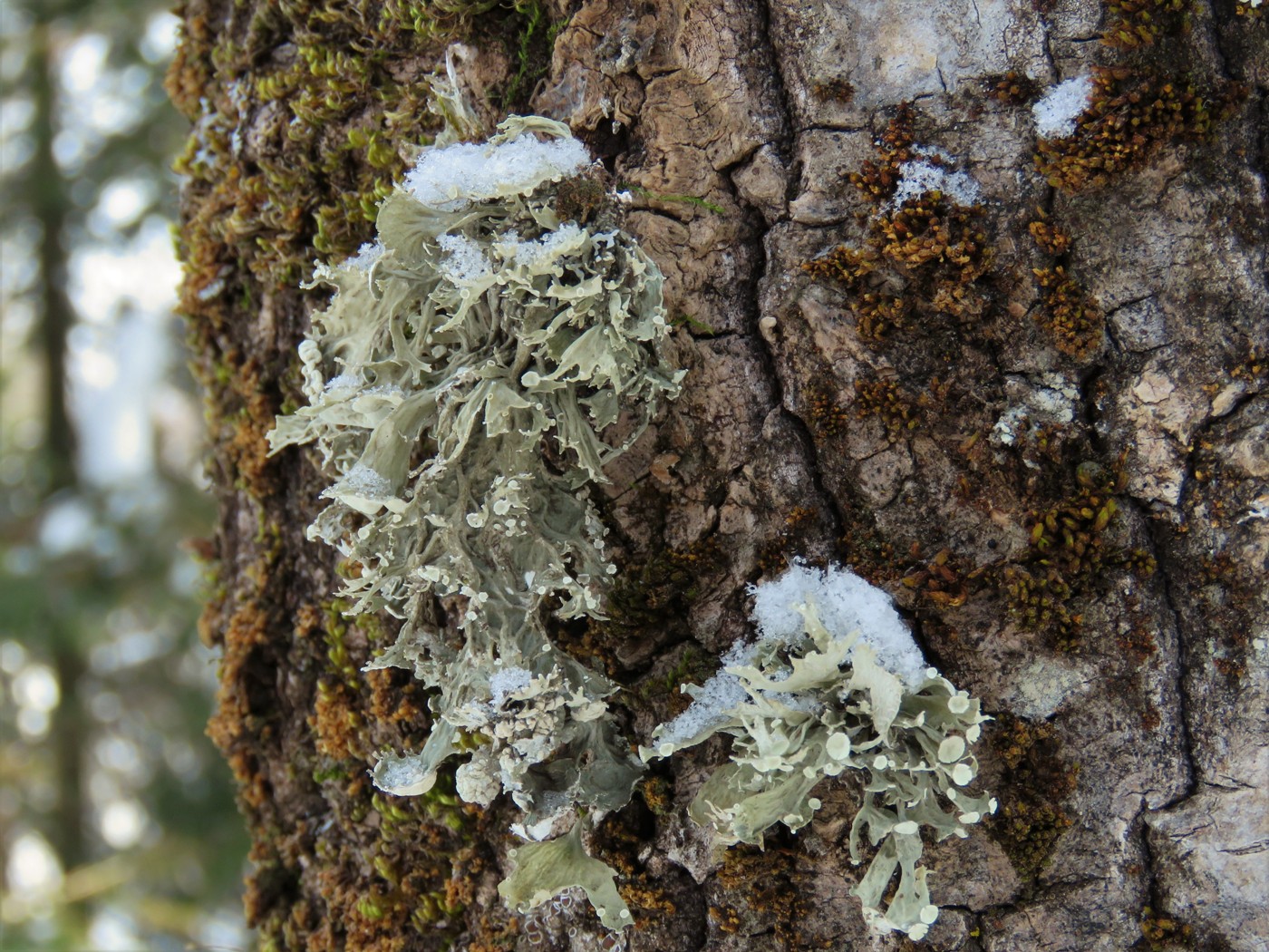 Изображение особи Ramalina sinensis.