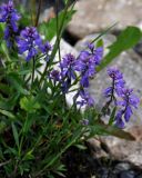 Polygala caucasica. Верхушки побегов с соцветиями. Адыгея, Фишт-Оштеновский массив, верховья р. Белая, ≈ 1600 м н.у.м., каменистый берег реки. 05.07.2017.