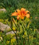Hemerocallis fulva