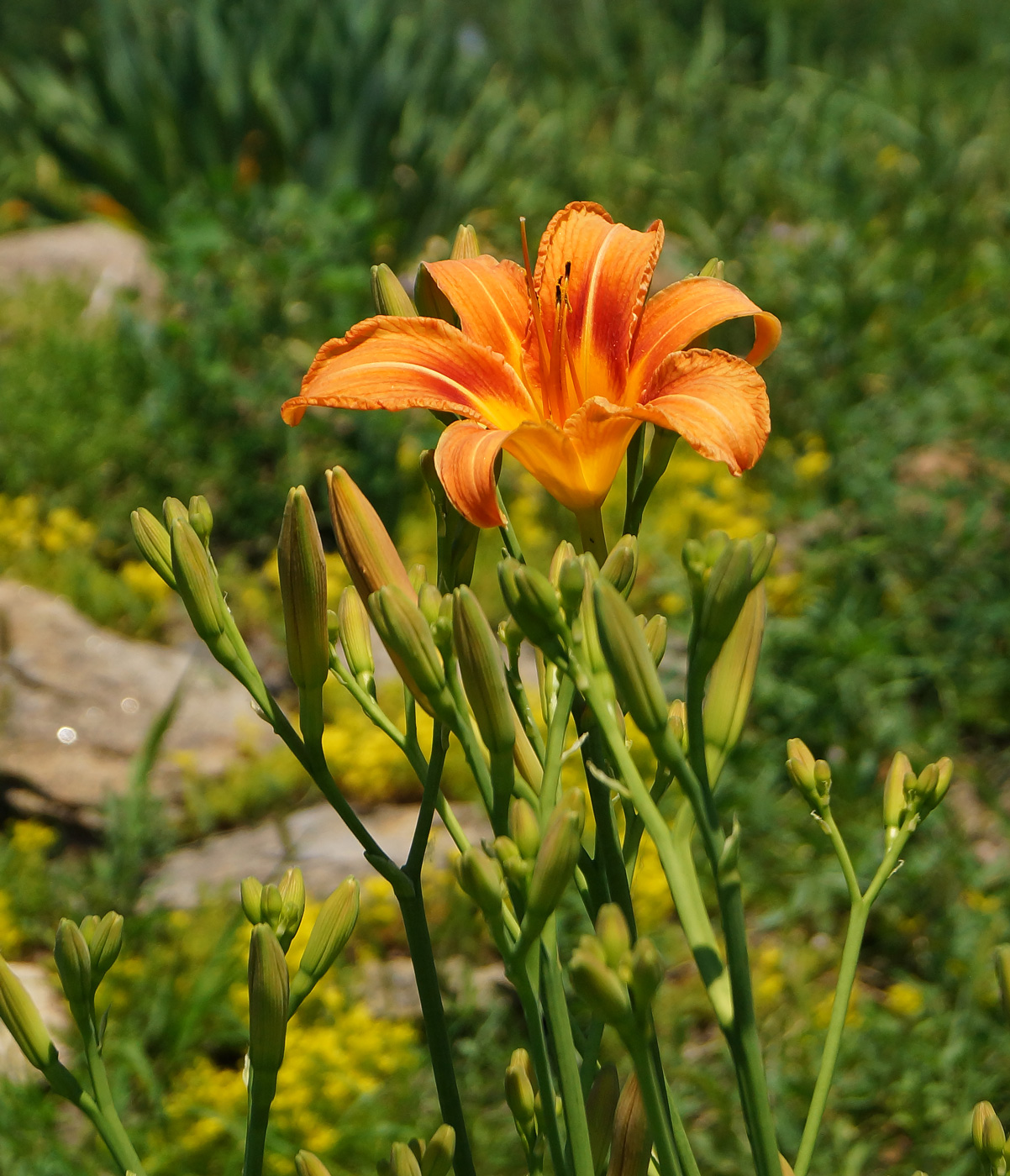 Image of Hemerocallis fulva specimen.