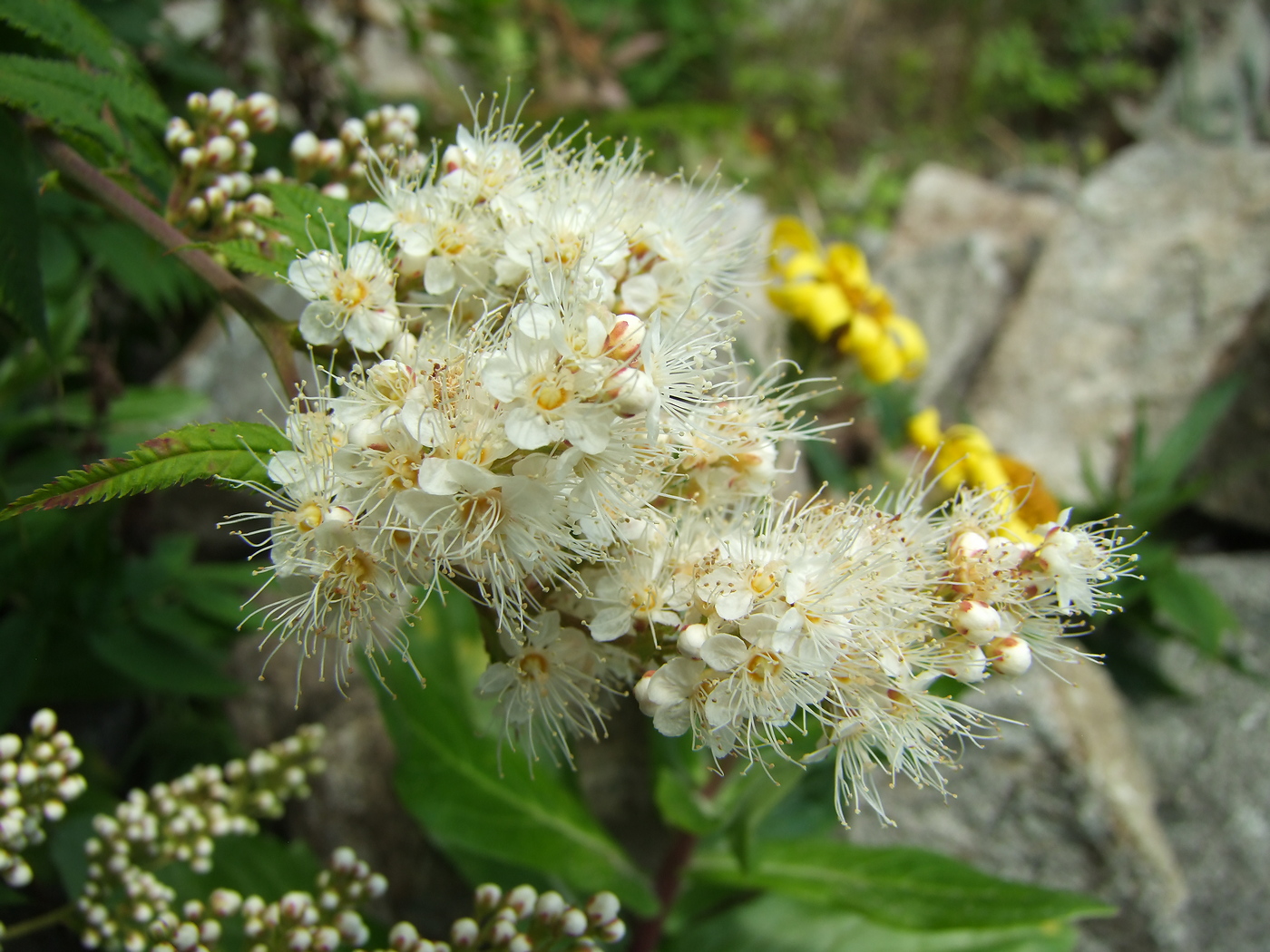 Image of Sorbaria sorbifolia specimen.
