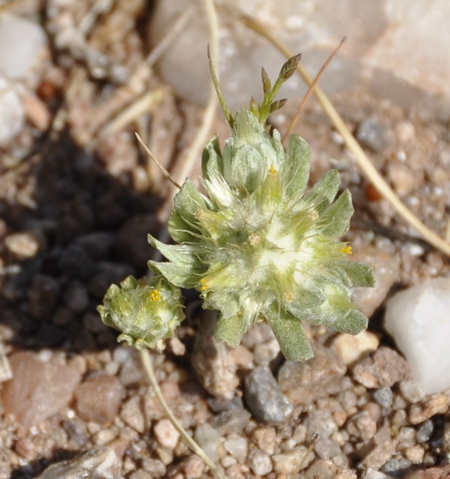 Image of Filago aegaea ssp. aristata specimen.