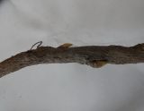 Glycyrrhiza glabra