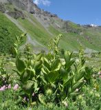 Veratrum lobelianum