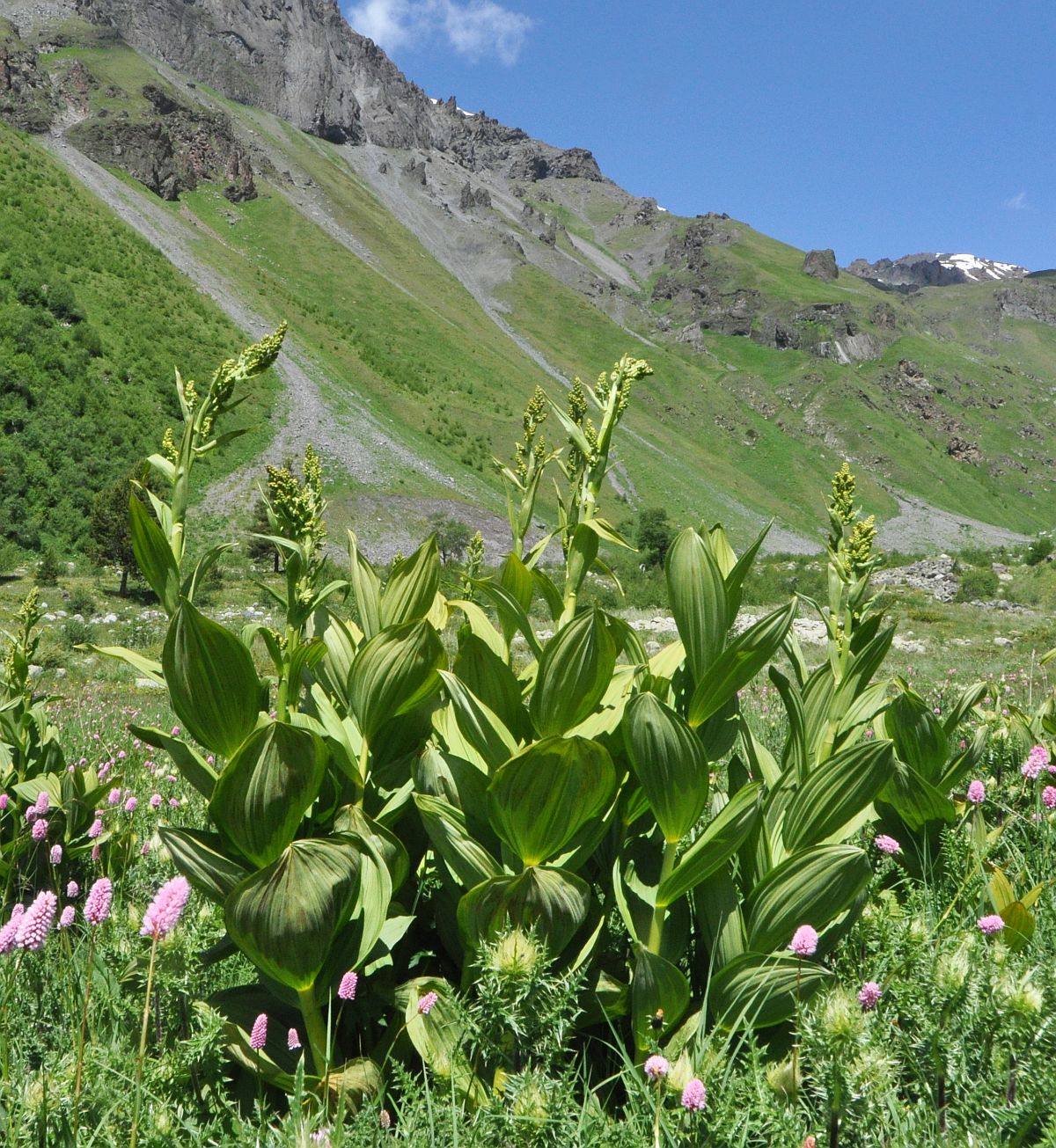 Изображение особи Veratrum lobelianum.