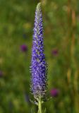 Veronica porphyriana