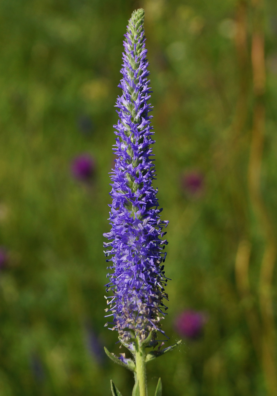 Image of Veronica porphyriana specimen.