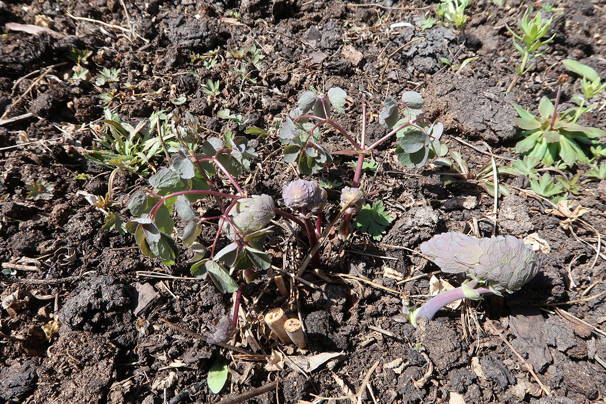 Изображение особи Thalictrum delavayi.