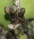 Euphorbia cooperi. Прошлогодние плоды. Израиль, Шарон, г. Тель-Авив, ботанический сад \"Сад кактусов\". 03.01.2018.
