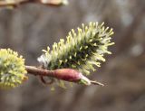 Salix schwerinii