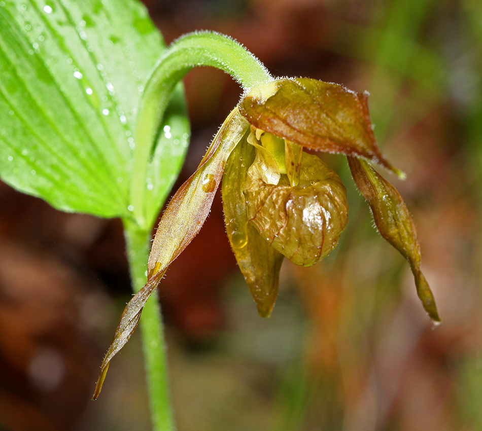 Image of Cypripedium shanxiense specimen.