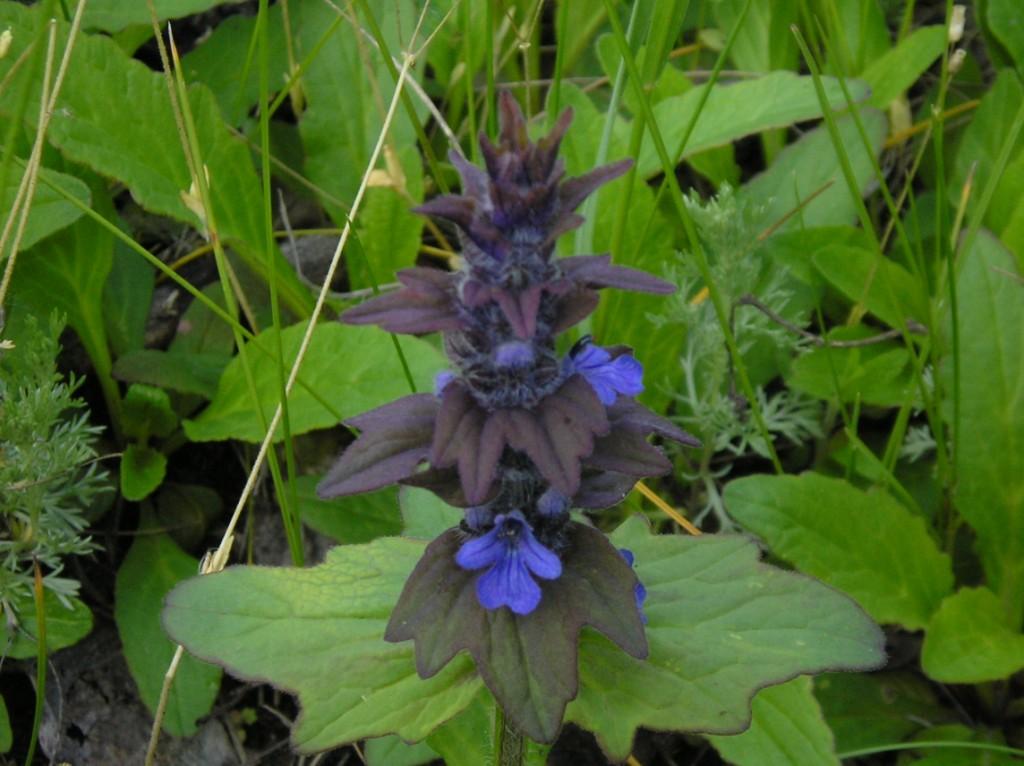 Image of Ajuga genevensis specimen.