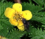 Potentilla anserina