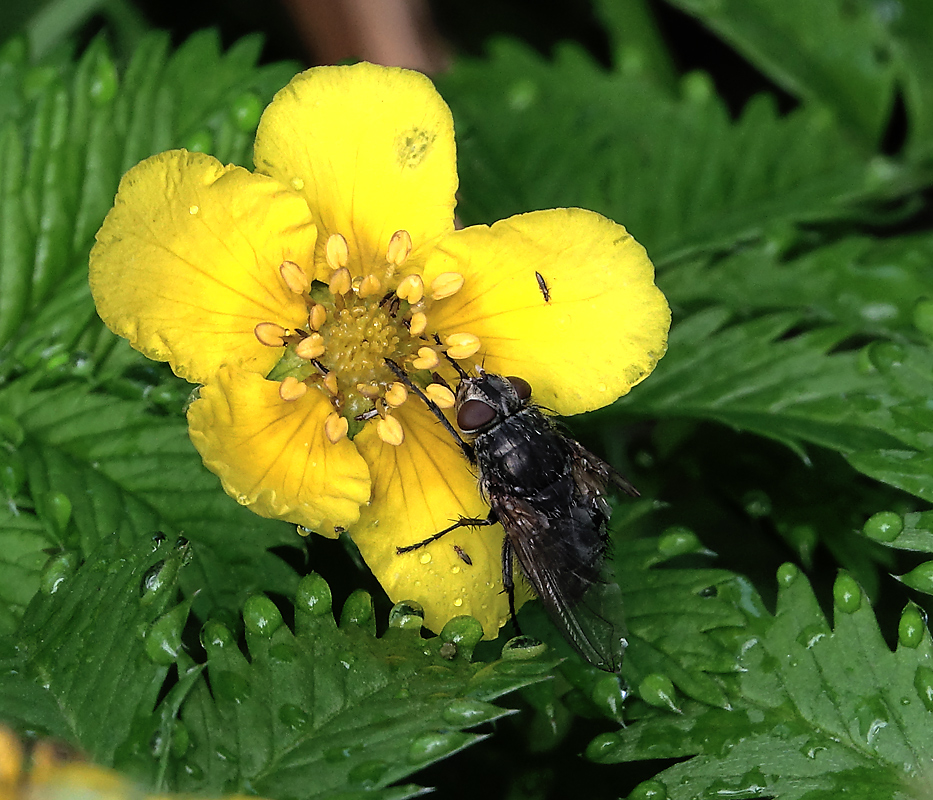 Image of Potentilla anserina specimen.