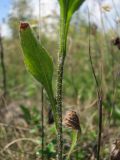 Erigeron annuus