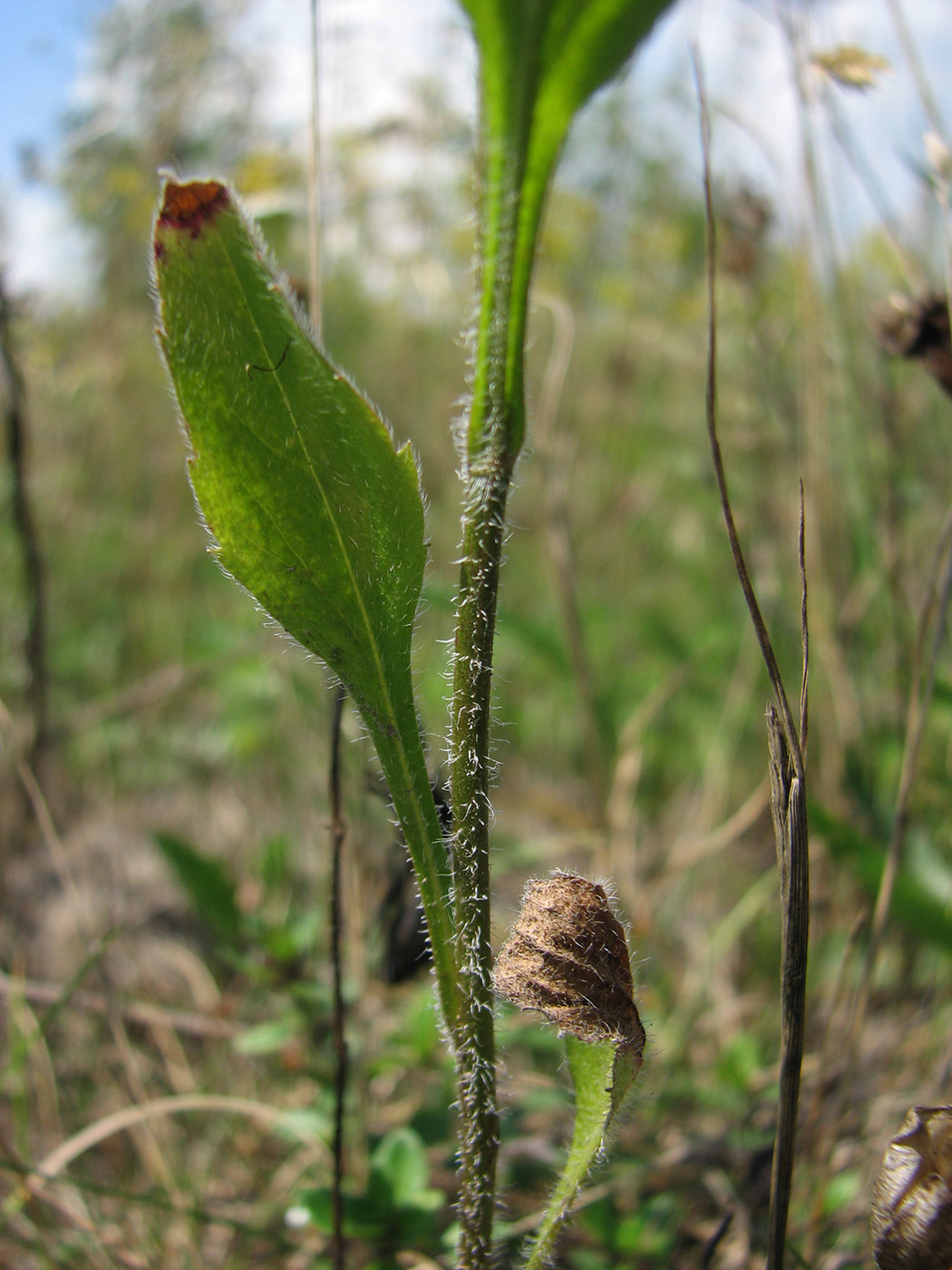 Image of Erigeron annuus specimen.