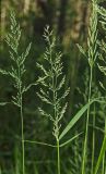 Calamagrostis obtusata