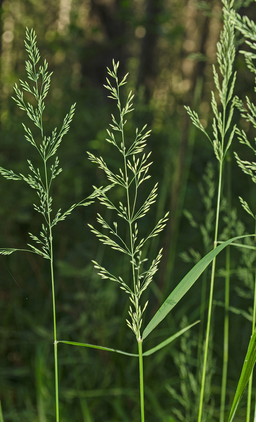 Image of Calamagrostis obtusata specimen.