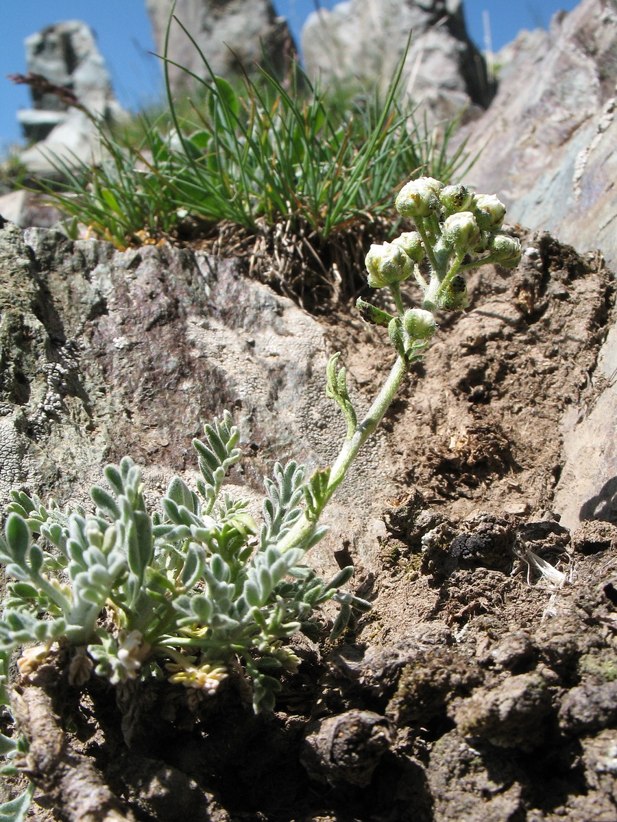 Image of Smelowskia calycina specimen.