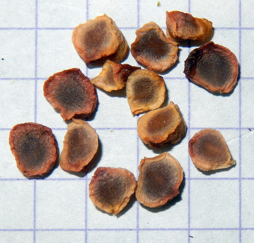 Image of Iris pseudacorus specimen.