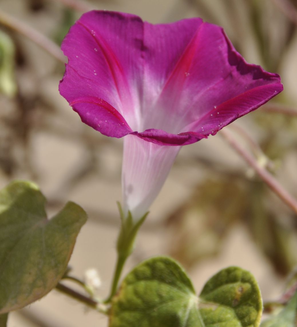 Image of Ipomoea purpurea specimen.