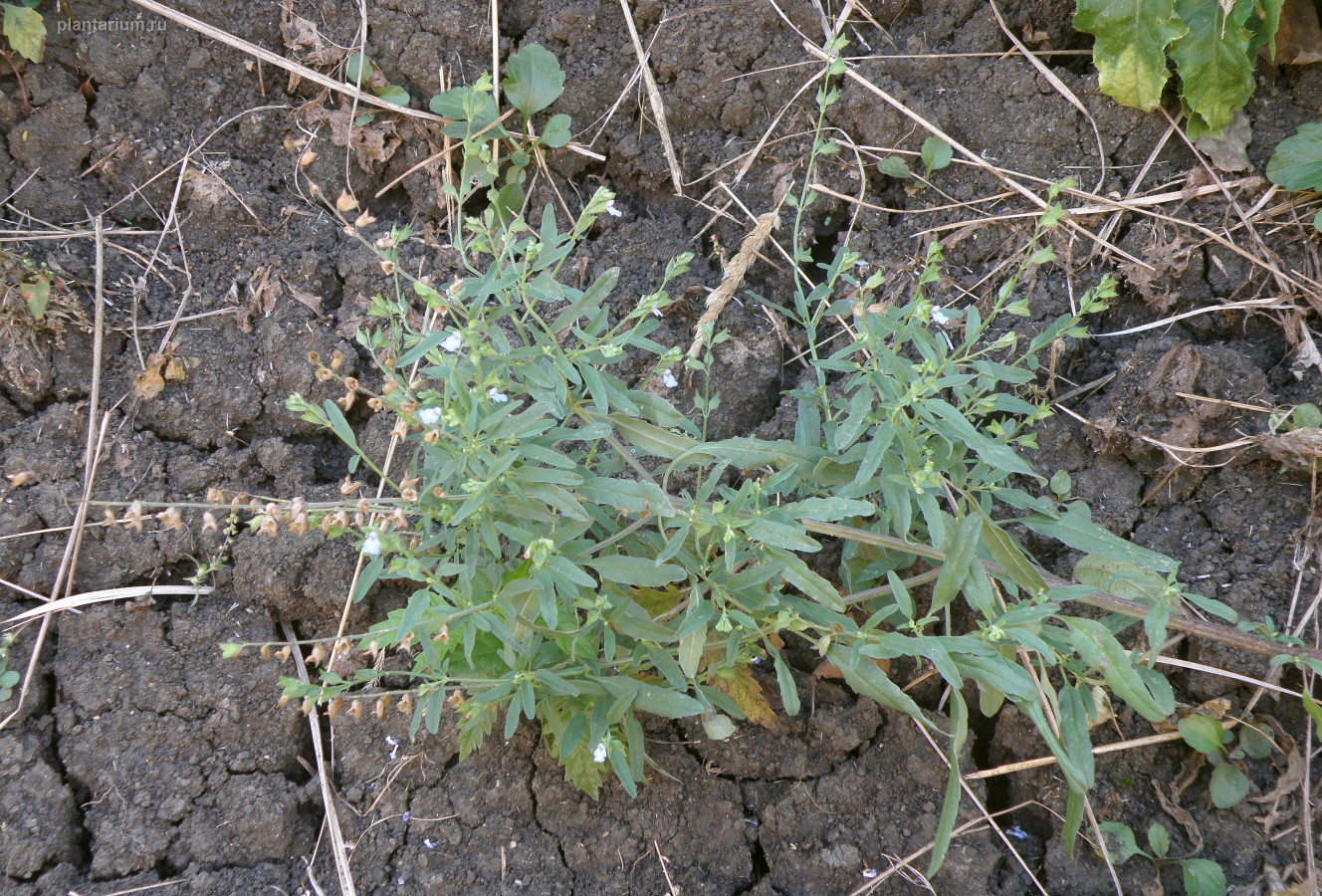 Image of Salvia reflexa specimen.