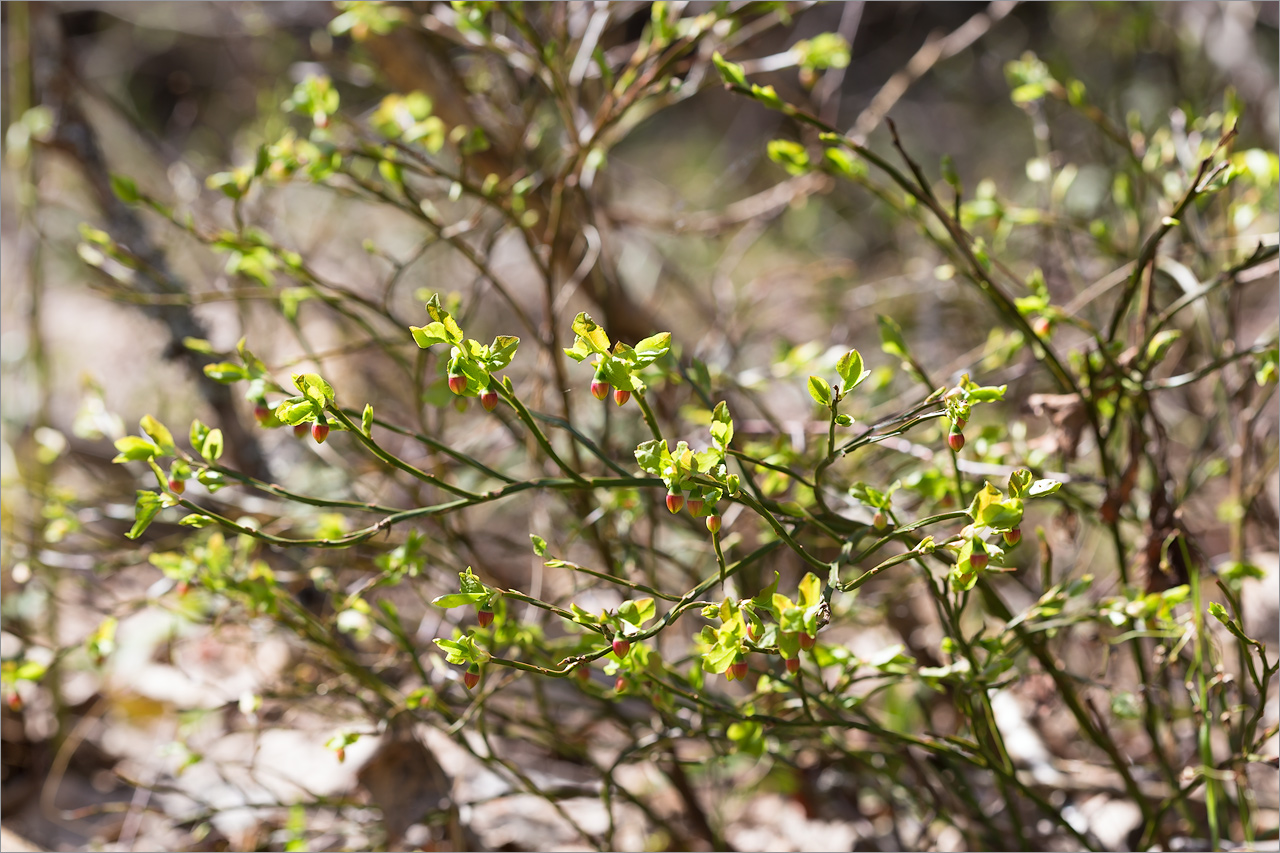 Изображение особи Vaccinium myrtillus.