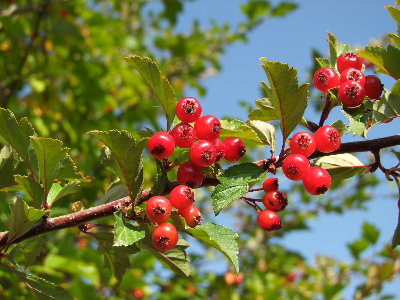 Image of Crataegus dahurica specimen.