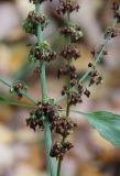 Rumex obtusifolius. Средняя часть плодоносящего растения. Московская обл., окр. г. Фрязино, на обочине лесной дороги в смешанном лесу. 21 октября 2018 г.