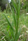 Centaurea stricta