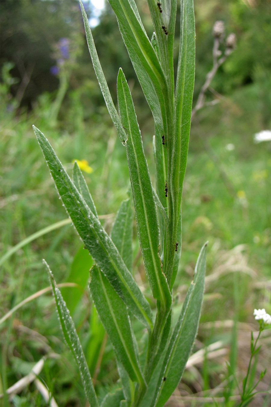 Изображение особи Centaurea stricta.