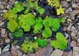 Tussilago farfara