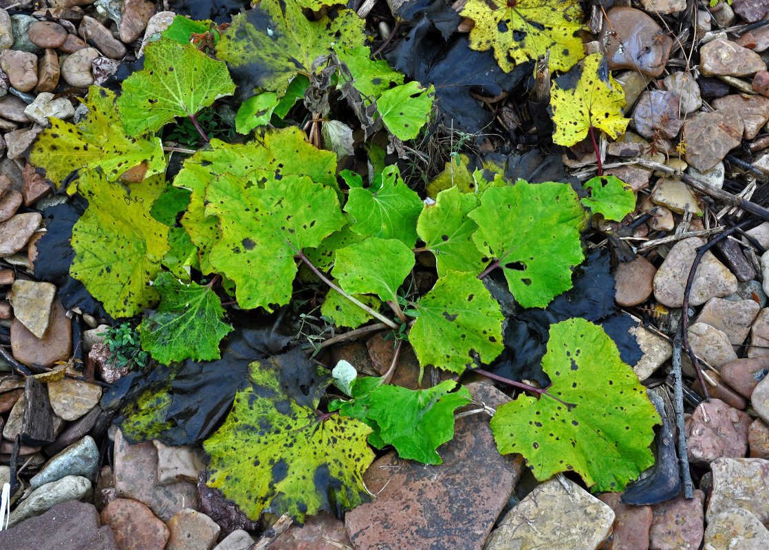 Image of Tussilago farfara specimen.