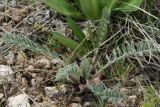 Astragalus atrovinosus