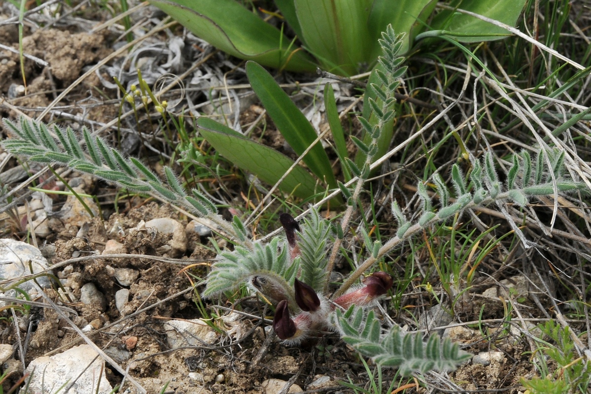 Image of Astragalus atrovinosus specimen.