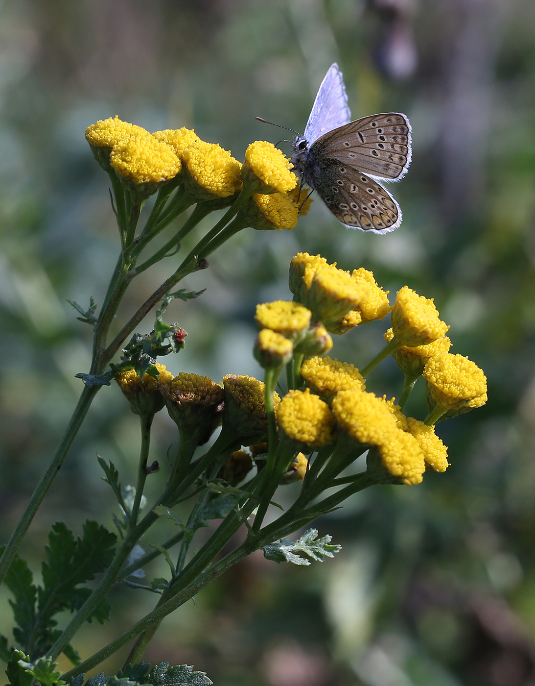 Изображение особи Tanacetum vulgare.