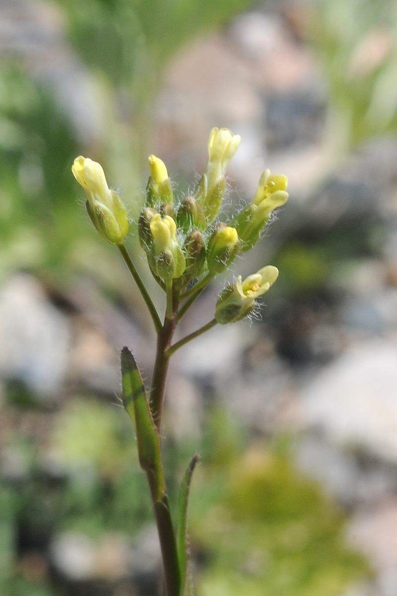 Image of Camelina rumelica specimen.