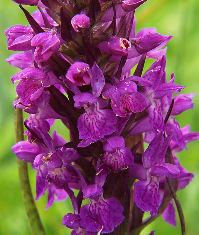 Изображение особи Dactylorhiza urvilleana.