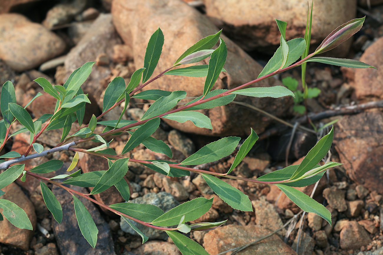 Image of Chosenia arbutifolia specimen.