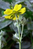 Potentilla heidenreichii. Соцветие с цветком и бутонами (вид со стороны чашелистников). Свердловская обл., г. Екатеринбург, окр. пос. Шабровский, разнотравная поляна в сосновом лесу. 19.08.2018.